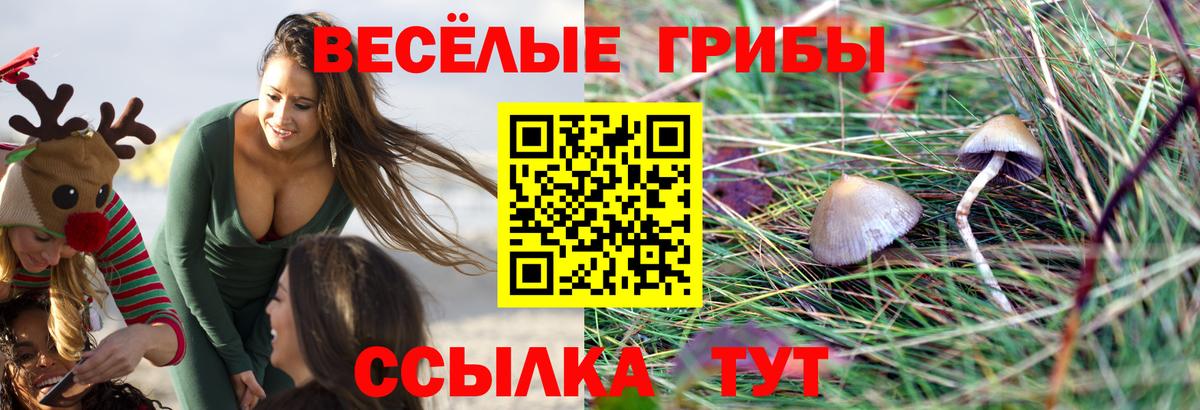 Псилоцибиновые грибы ЛСД  Псилоцибиновые грибы GOLDEN TEACHER  Луга  Вход с VPN 